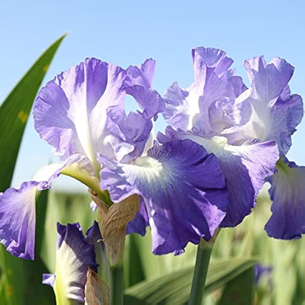 iris perennial flower seeds