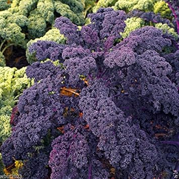 Purple Scarlet Kale Seeds for Planting
