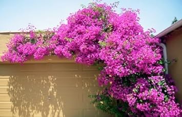 Flower Seeds, Seeds for Planting, Plant Seeds