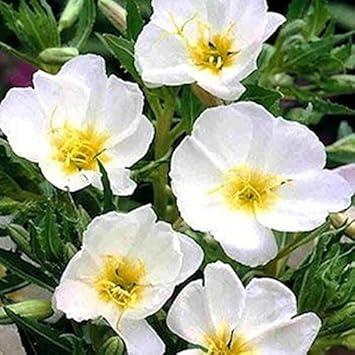 Flower Seeds, Seeds for Planting, Plant Seeds