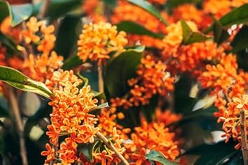 Flower Seeds, Seeds for Planting, Plant Seeds