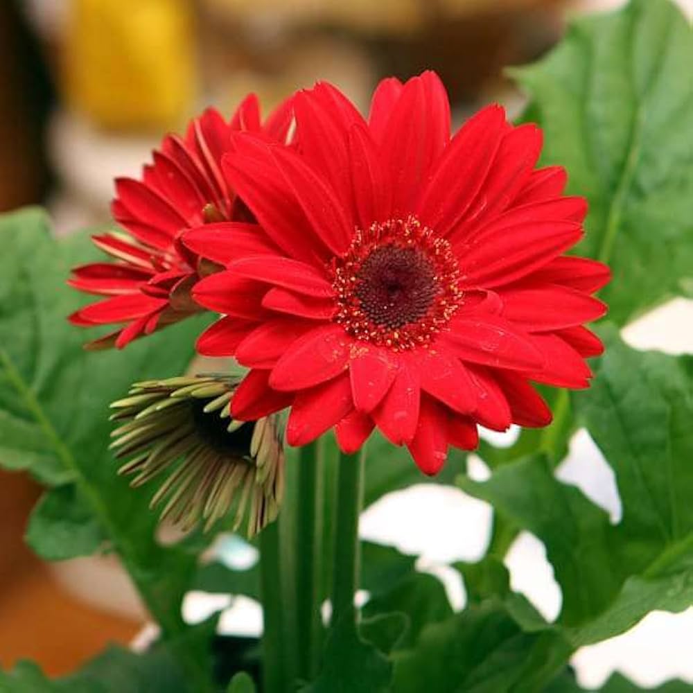 gerbera daisy flower seeds