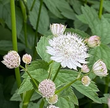 Flower Seeds, Seeds for Planting, Plant Seeds