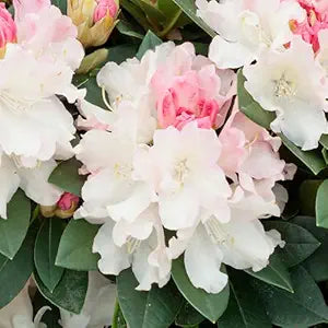 rhododendron azalea flower seeds