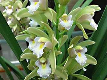 green cymbidium flower seeds