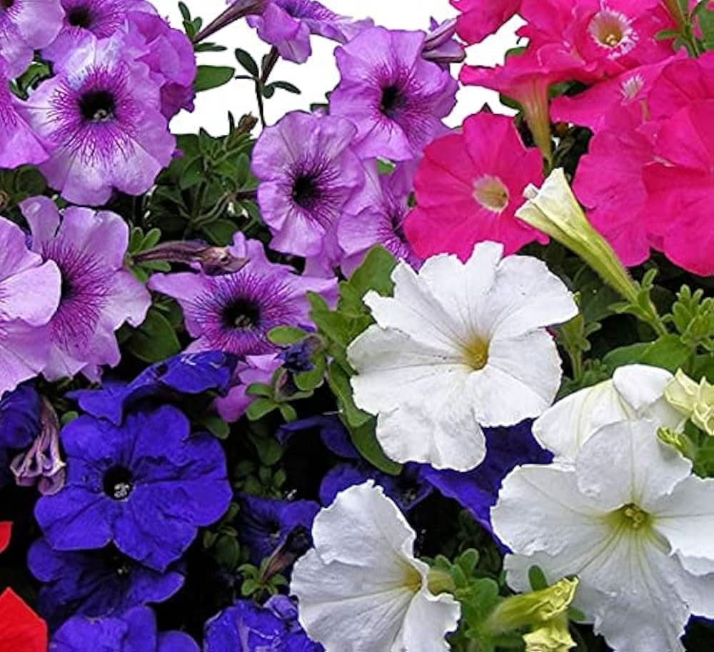 rare petunia flower seeds
