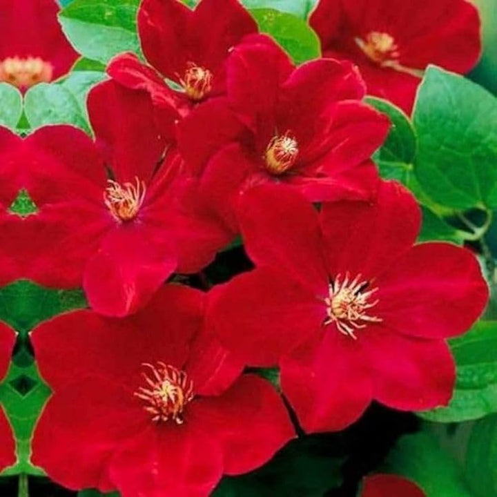 Light Red Clematis Flower Seeds for Planting – Heirloom, Non-GMO, High Germination Vibrant Climbing Vine Seeds