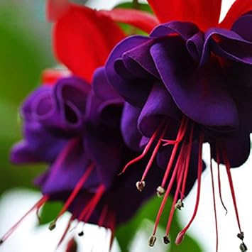 purple fuchsia flower seeds