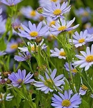 heirloom kalimeris flower seeds