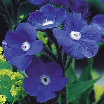 Flower Seeds, Seeds for Planting, Plant Seeds