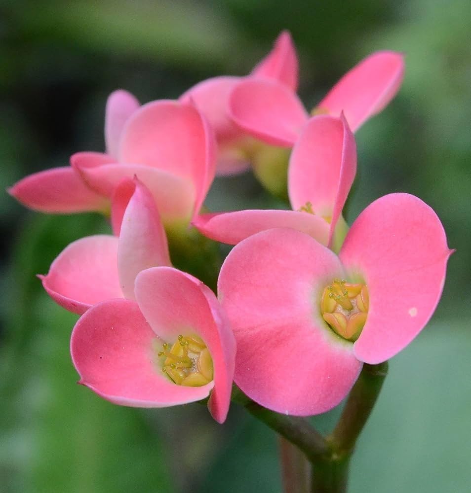 Light Pink Euphorbia Milii Flower Seeds for Planting - 100 pcs