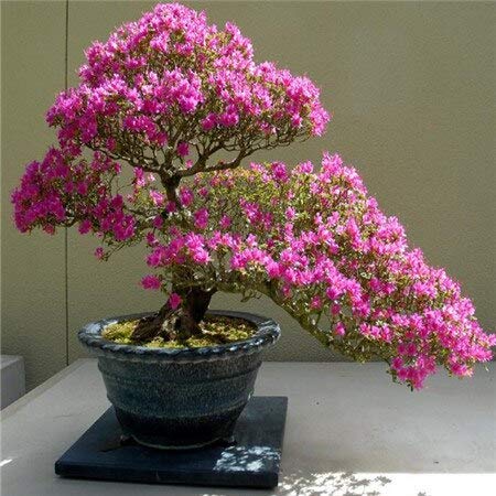 Pink Cerasus Flower Seeds for Planting - 100 pcs