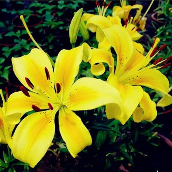 Heirloom Non-GMO Lily Flower Seeds for Planting – Fragrant Perennial Blooms for Garden & Pots