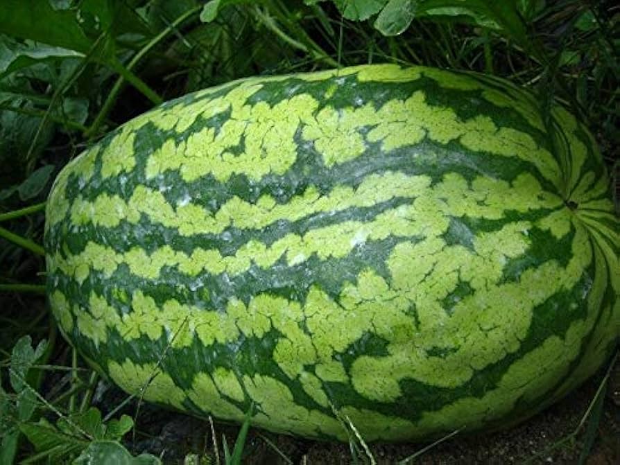 Carolina Cross Watermelon Seeds 