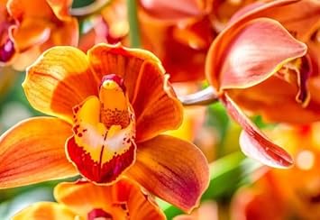 Flower Seeds, Seeds for Planting, Plant Seeds