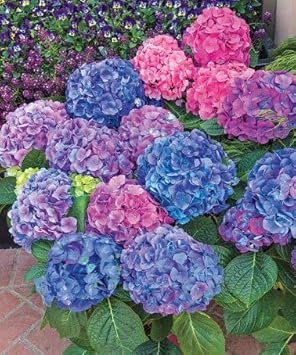 25 seeds blue pink purple hydrangea seed flower perennial Mixed Hydrangea Flower Seeds for Planting – Vibrant Multi-Color Blooms – Neeraseeds