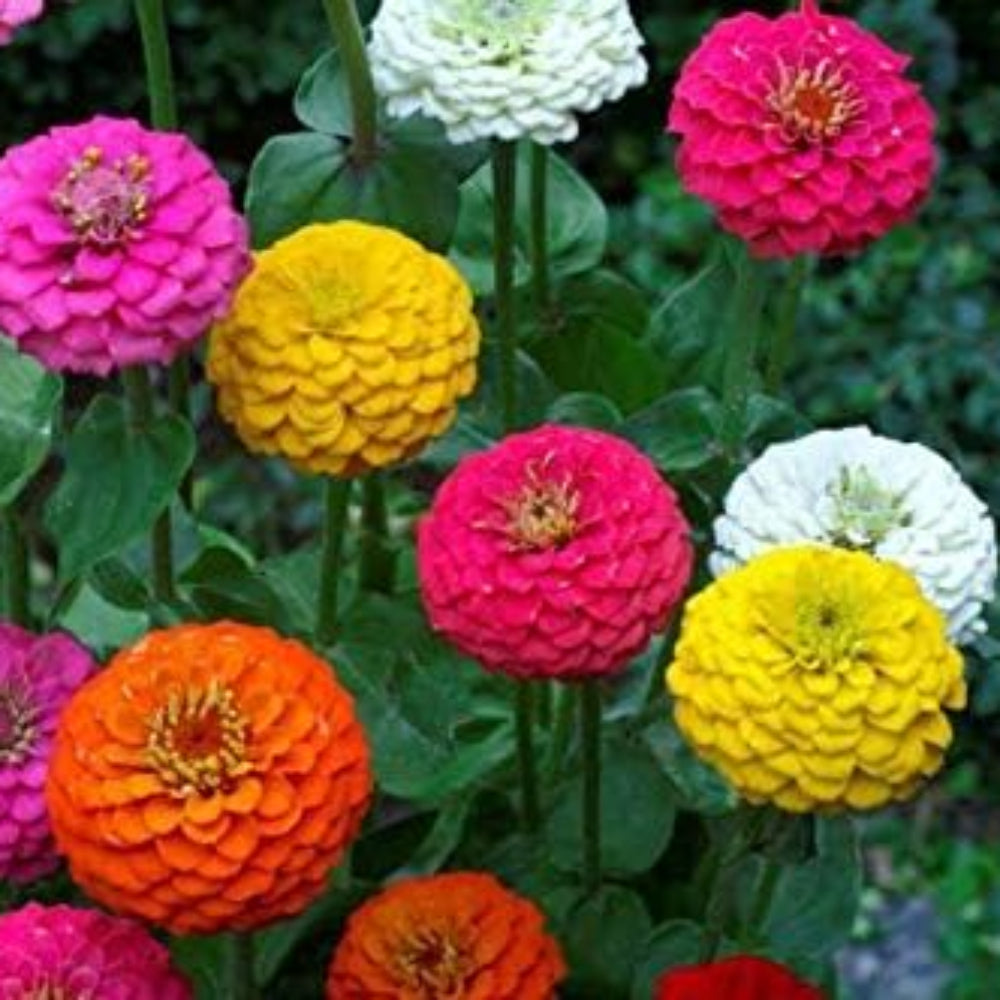 california giant flower seeds