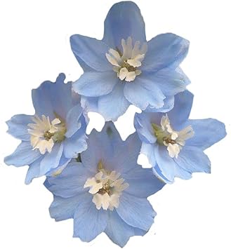 blue heirloom flower seeds