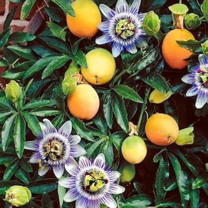 Passiflora Edulis Passion Fruit Seeds for Planting - Orange Variety, Premium Seeds,GMO Free