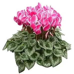 pink cyclamen flower seeds