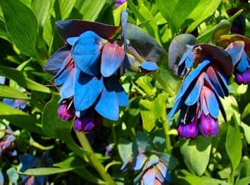 blue honeywort flower seeds