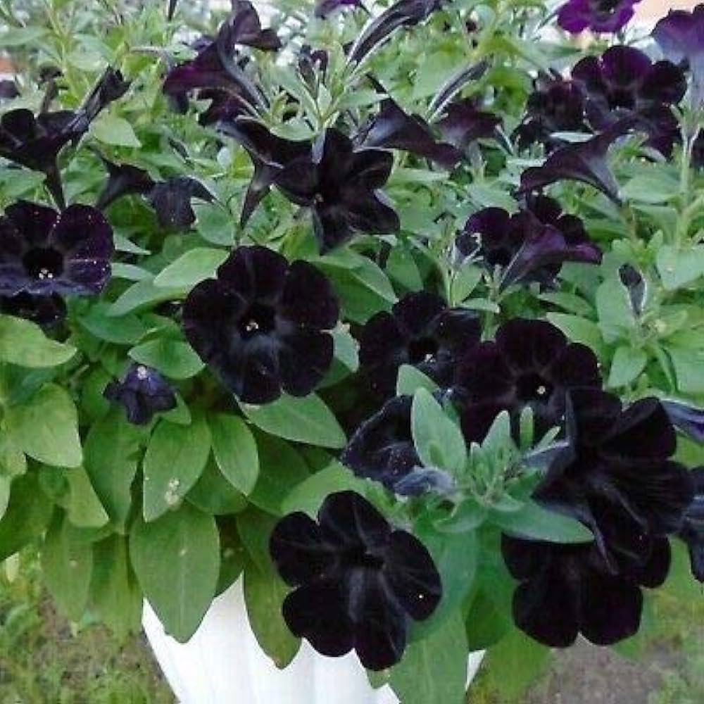 petunia flower flower seeds