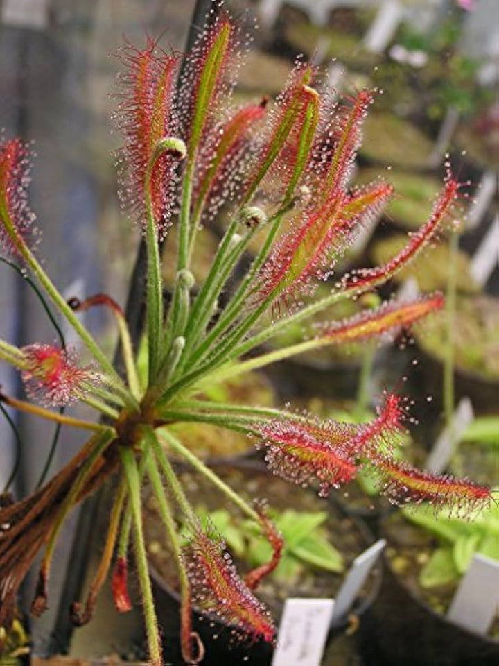 Blandede Drosera Chrysolepis plantefrø til udplantning - 100 stk