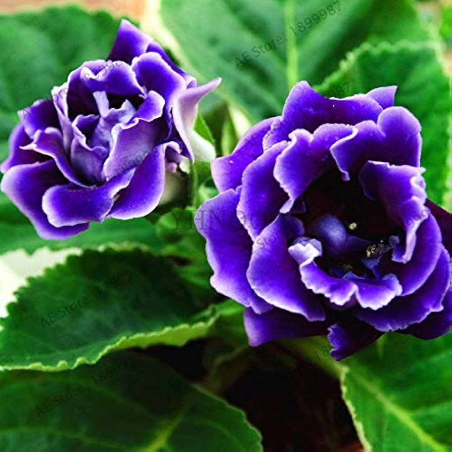 Dark Blue White Gloxinia Flower Seeds for Planting 100 pcs