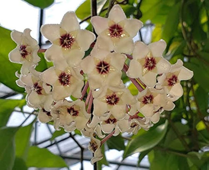 Friske Hoya Carnosa blomsterfrø til udplantning, lysegul 100 stk