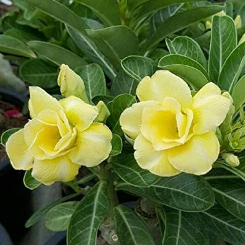 yellow silk flower seeds