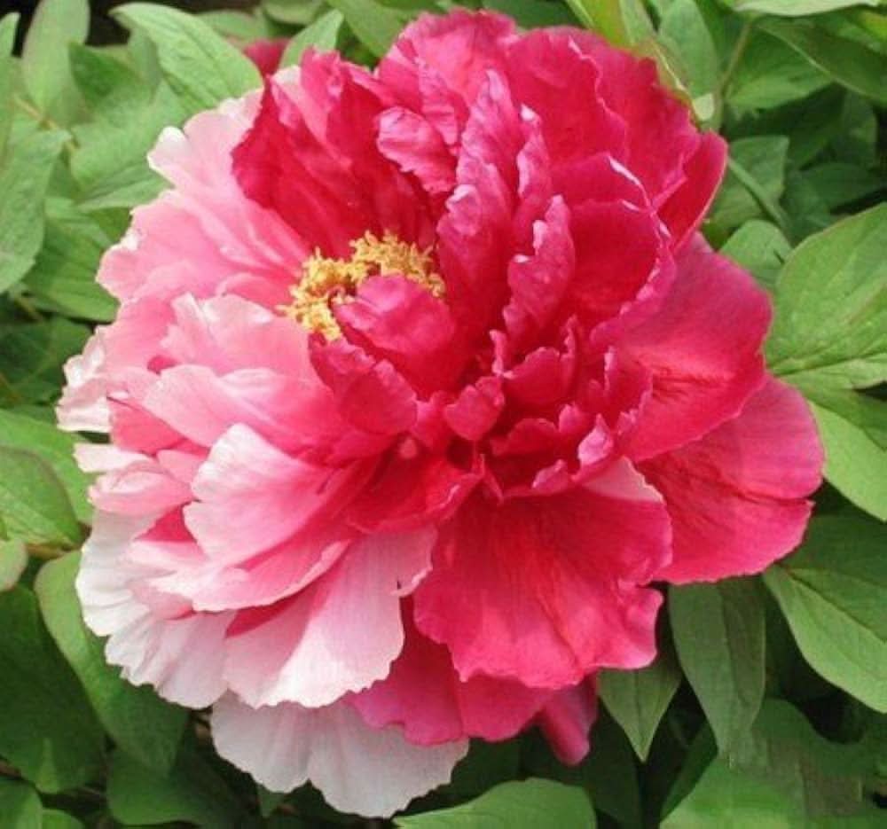 chinese peony flower seeds
