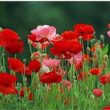 Flower Seeds, Seeds for Planting, Plant Seeds