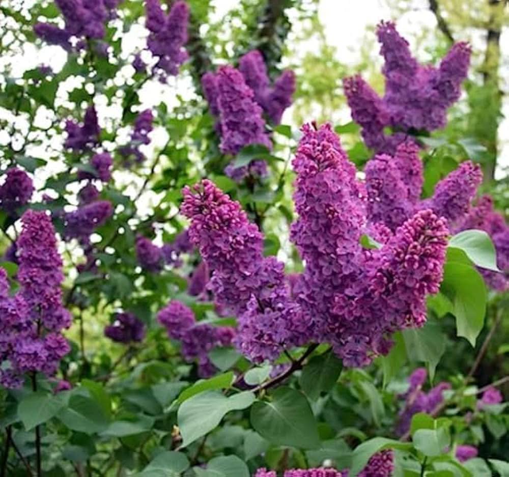 japanese lilac flower seeds