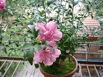 pink heirloom flower seeds