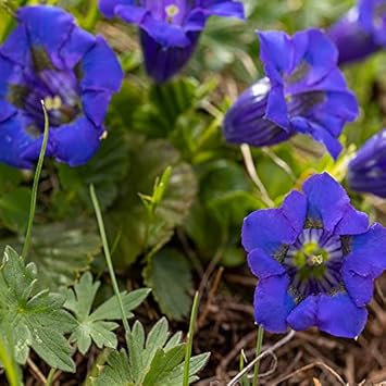 blue gentiana flower seeds