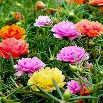 moss rose flower seeds