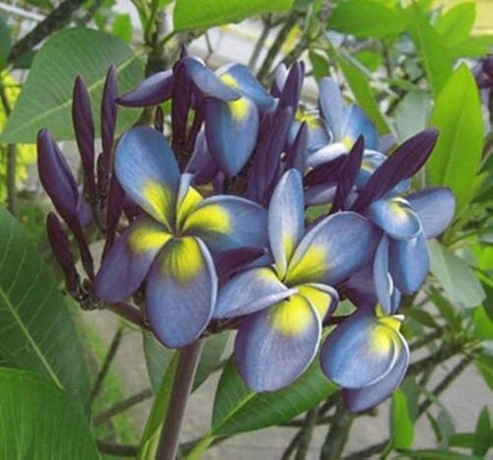 Blue Yellow Frangipani Flower Seeds for Planting 100 pcs