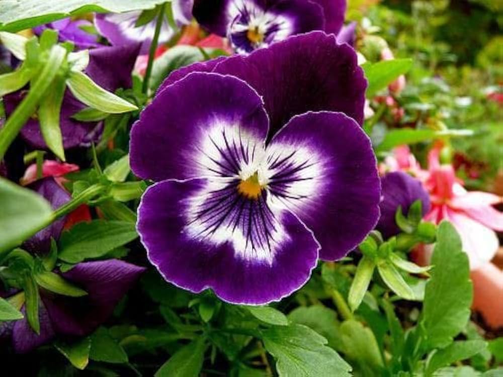 Pansy Flower Seeds for Planting - Violet & White 100 pcs