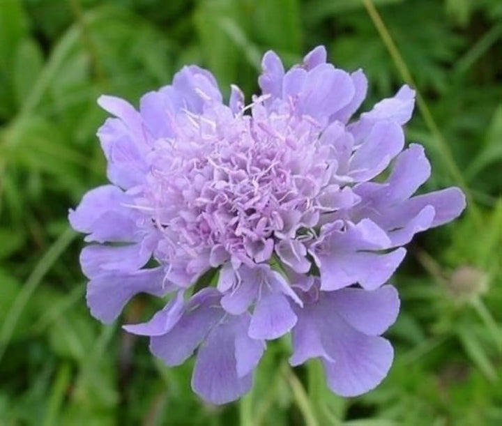 Heirloom Non-GMO Scabiosa Flower Seeds for Planting – Fragrant, Pollinator-Friendly Garden Blooms