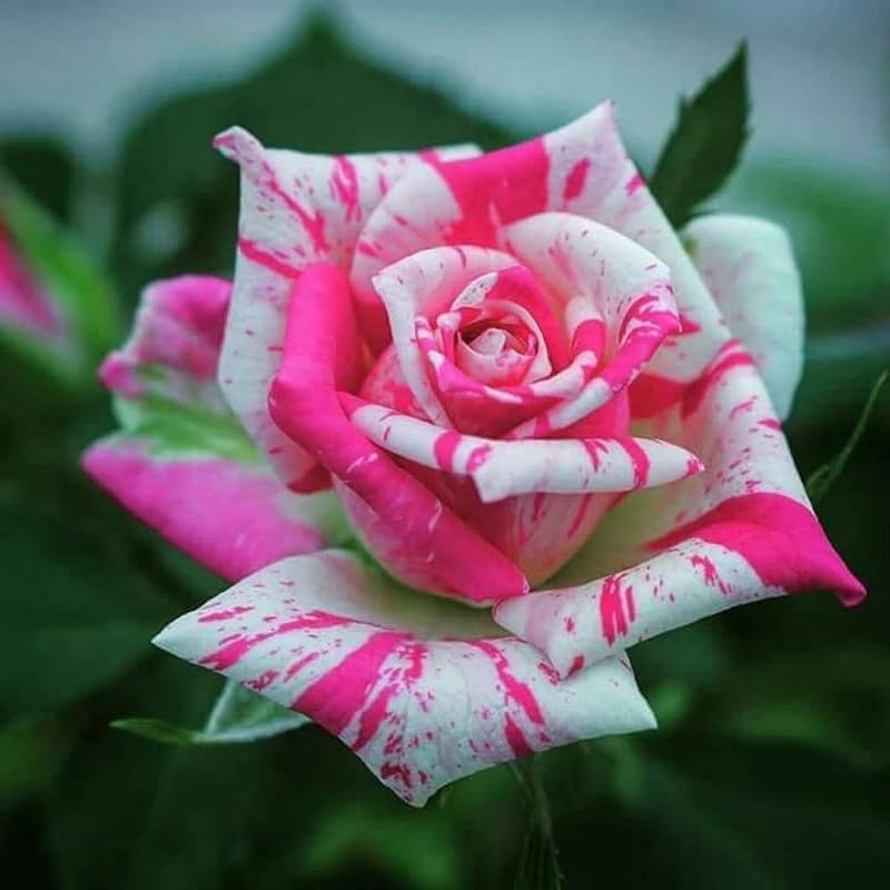 rose rosa flower seeds