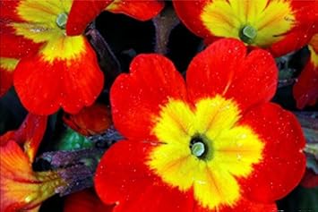 yellow red flower seeds