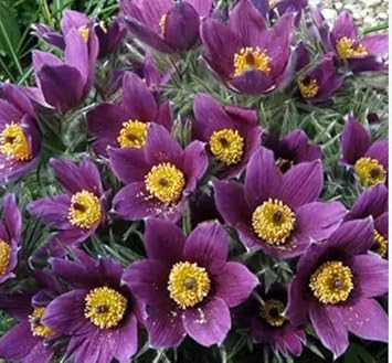 Flower Seeds, Seeds for Planting, Plant Seeds