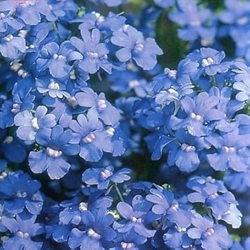 Flower Seeds, Seeds for Planting, Plant Seeds