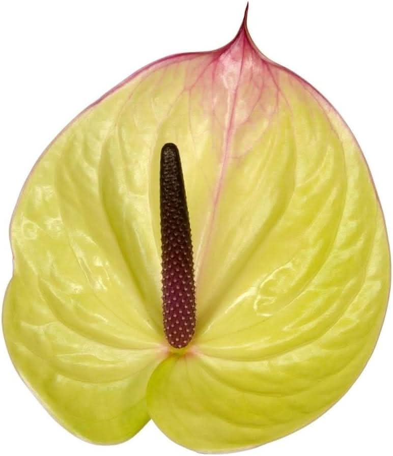 heirloom non flower seeds