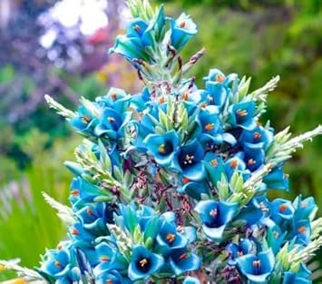 Flower Seeds, Seeds for Planting, Plant Seeds