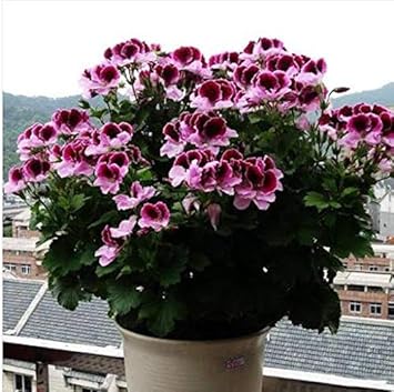 Flower Seeds, Seeds for Planting, Plant Seeds