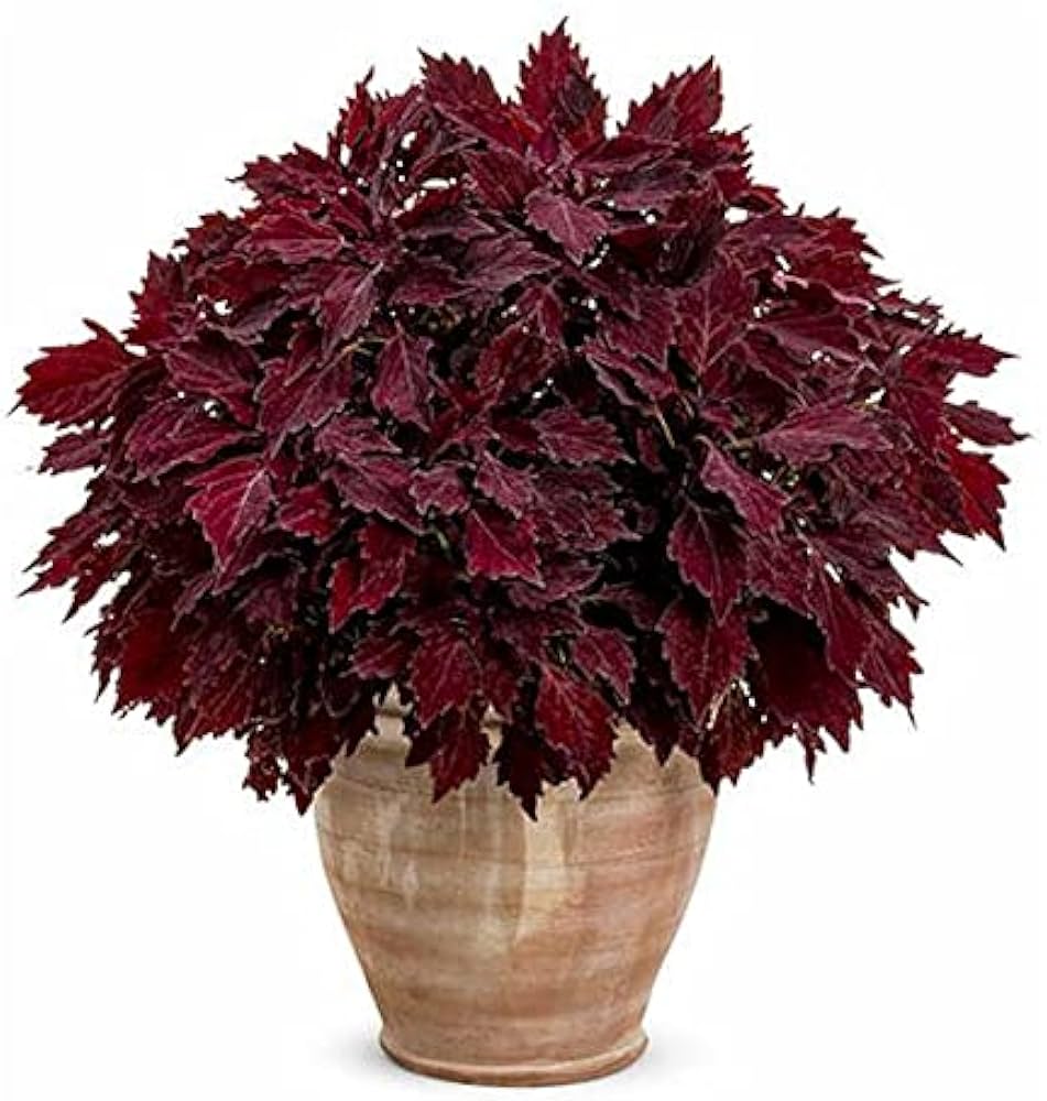 Heirloom Non-GMO Maroon Coleus Plant Seeds for Planting – Colorful Foliage Garden Seeds