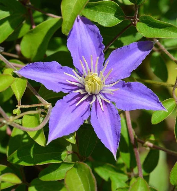 Clematis Flower Seeds Blue for Planting, 100 pcs