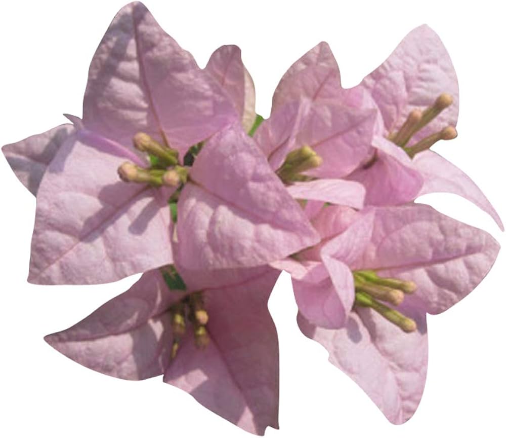 Baby Pink Bougainvillea Blomsterfrø til udplantning, 100 stk