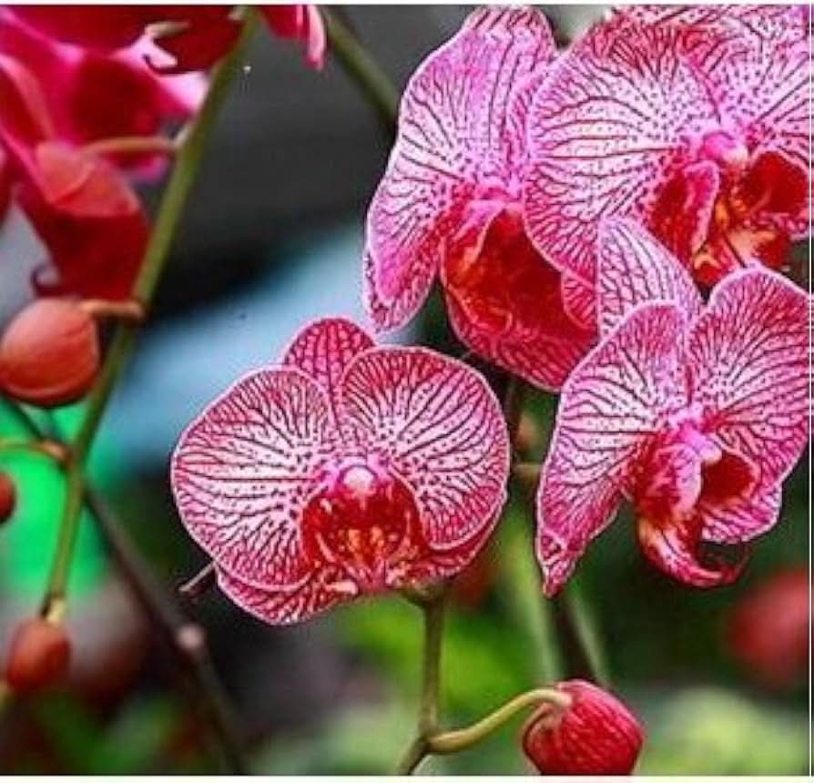 moth orchid flower seeds